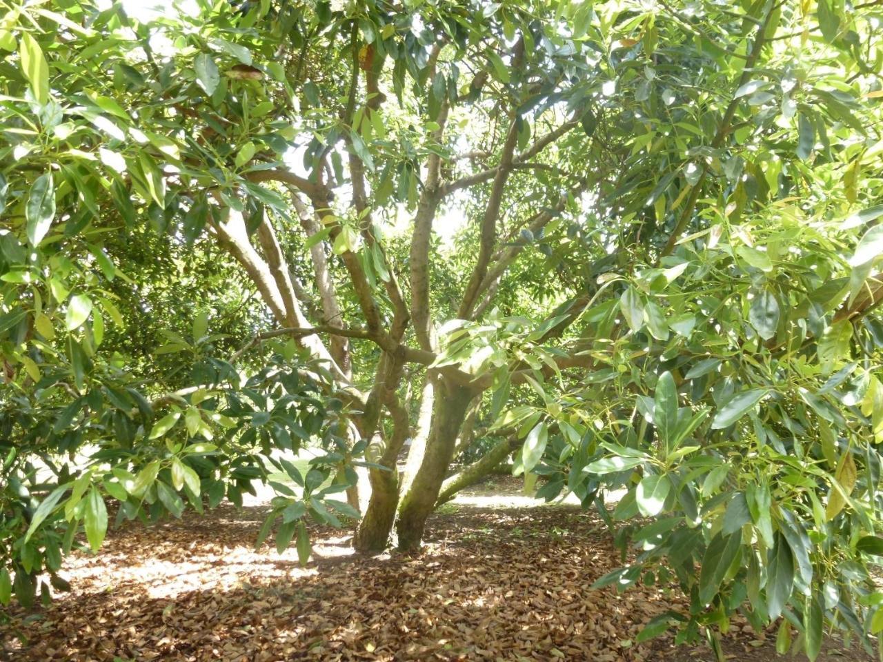 Paradise Grove Whangamata Exterior photo